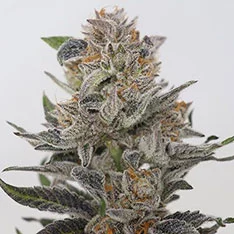 Cannabis Dispensary