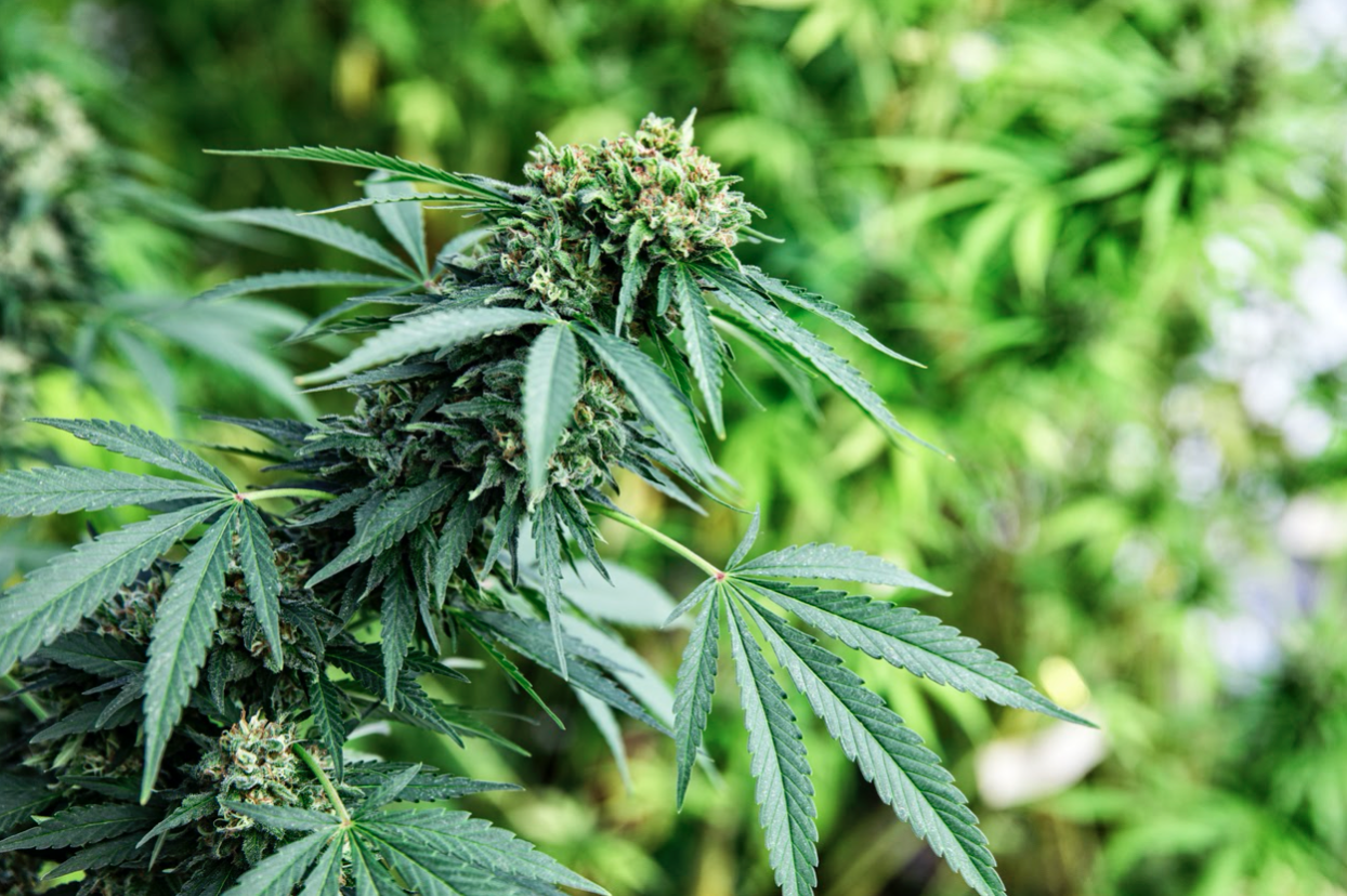 What Is Cannabis?