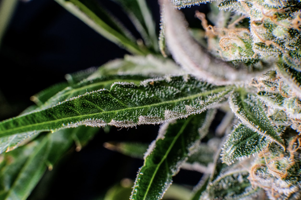 What Is The Endocannabinoid System?