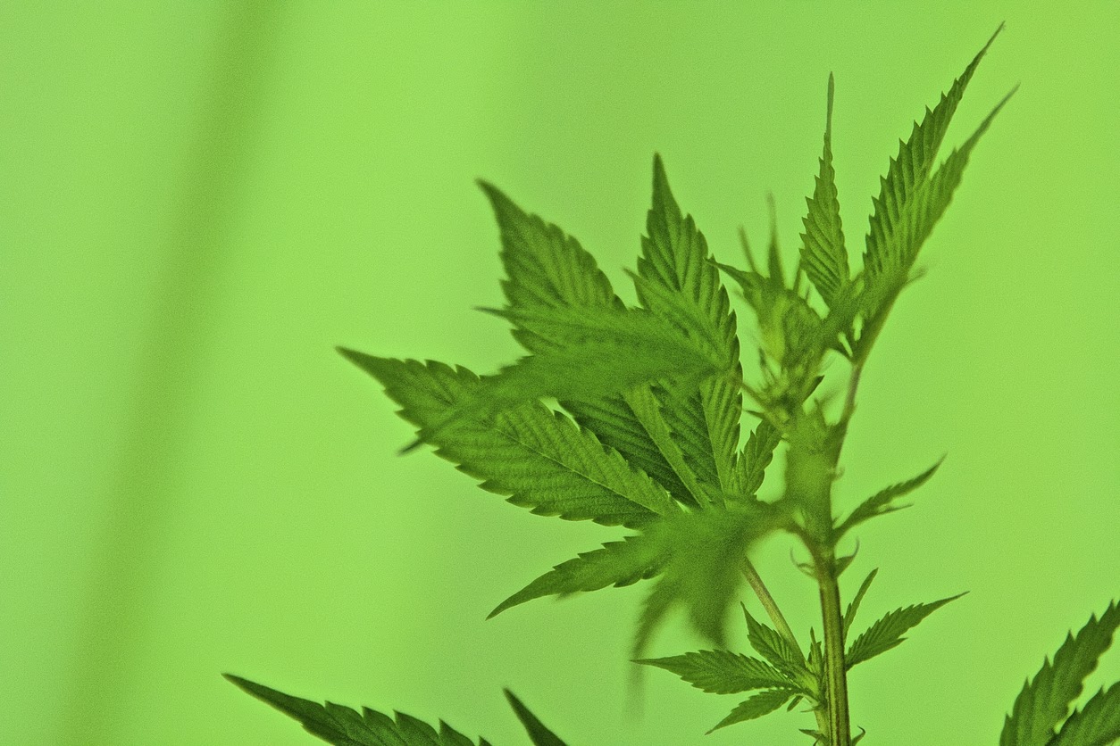 Medical Marijuana vs Recreational Marijuana Rules In Massachusetts