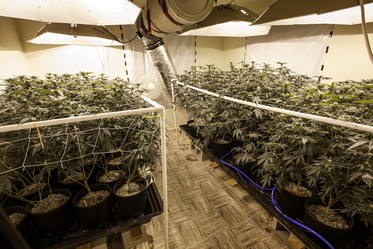 Michigan Allotment Of Medical Marijuana