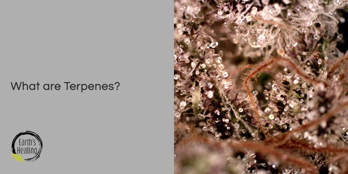What are Terpenes?