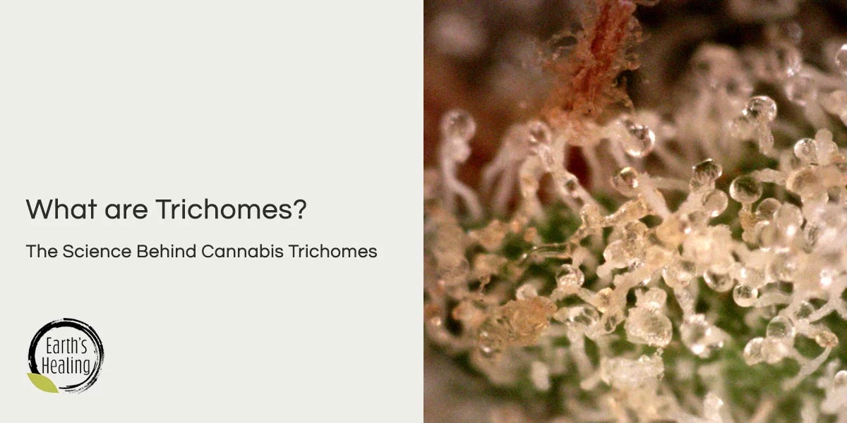 What are Trichomes?
